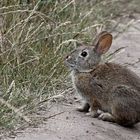 Brush Rabbit