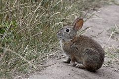 Brush Rabbit