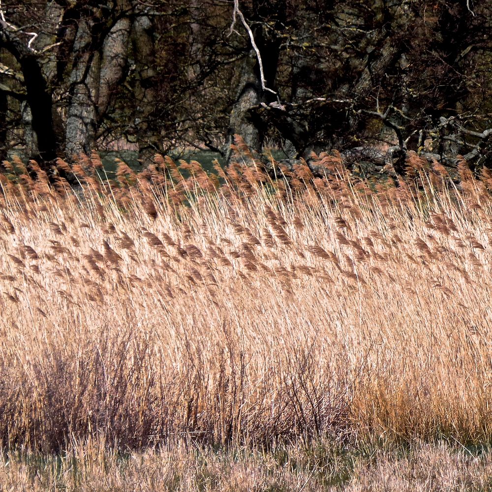 Brushes in the Wind