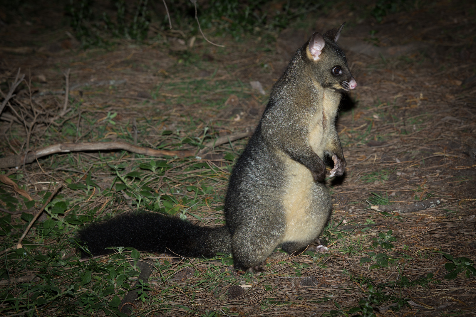 Brushtailed Possum