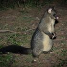 Brushtailed Possum