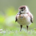 Brust raus? Ich übe noch! (-: