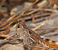 Brustbild der Feldheuschrecke ARCYPTERA (Pararcyptera) LABIATA