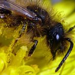 Brustbild einer Sandbiene (Andrena praecox) im Pollenbad