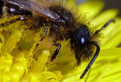 Brustbild einer Sandbiene (Andrena praecox) im Pollenbad