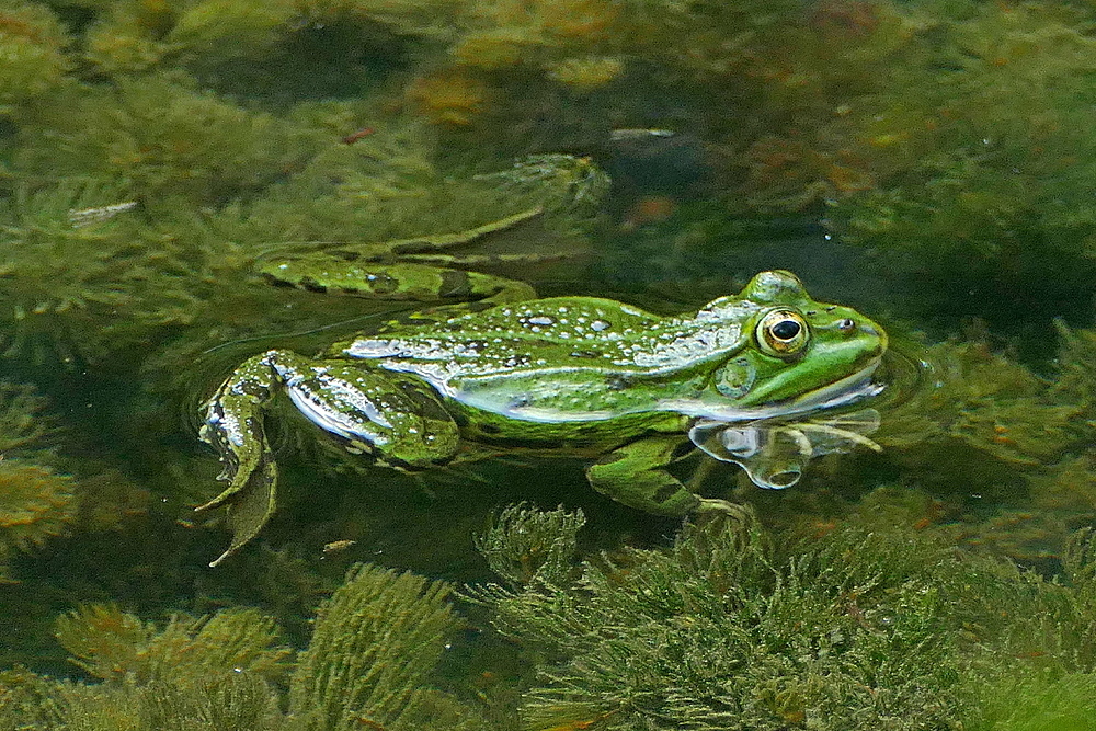 Brustschwimmen