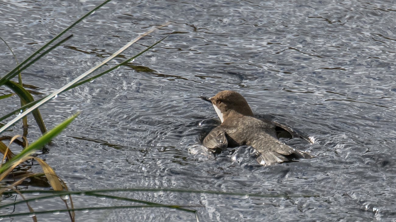 Brustschwimmen der Wasseramsel ...