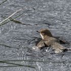 Brustschwimmen der Wasseramsel ...