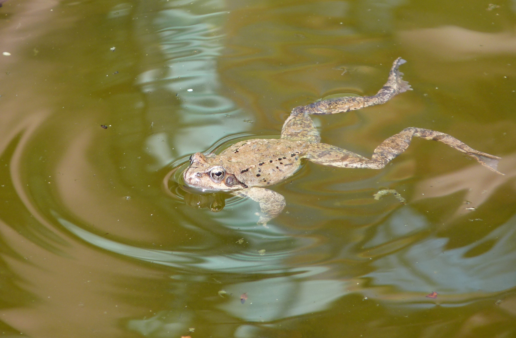 Brustschwimmer