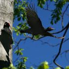 Brutablösung bei den Schwarzspechten