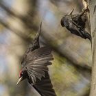 Brutablösung bei den Schwarzspechten nach drei Stunden