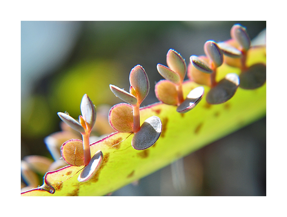 Brutblatt - Bryophyllum