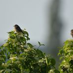 Bruterfolg bei den Schwarzkehlchen 03