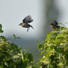 Bruterfolg bei den Schwarzkehlchen 04