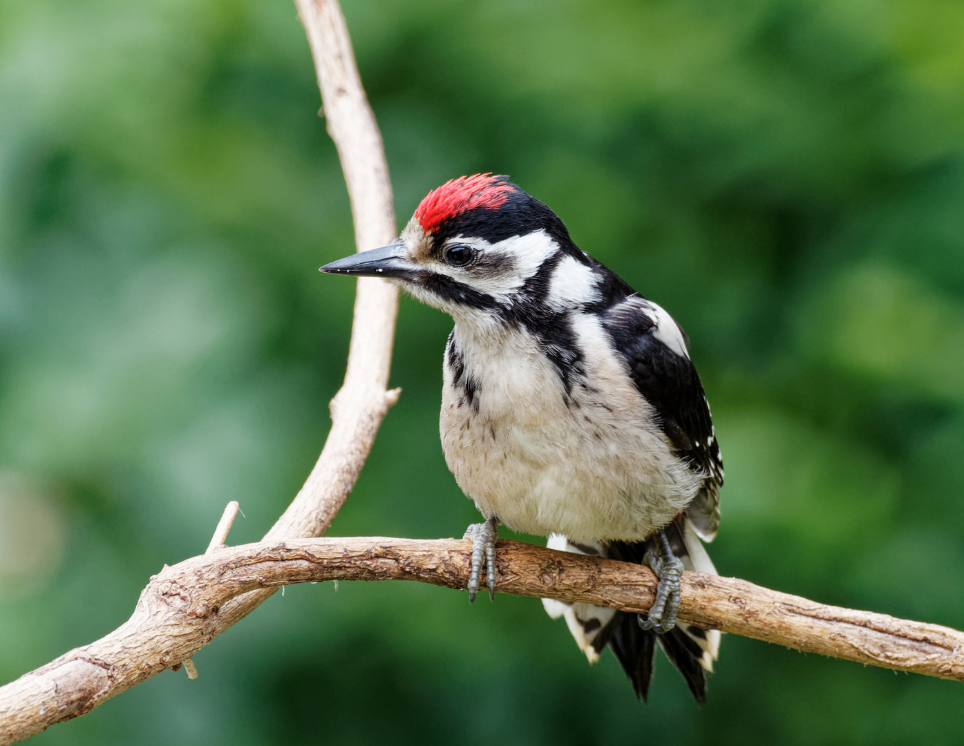 Bruterfolg im Garten