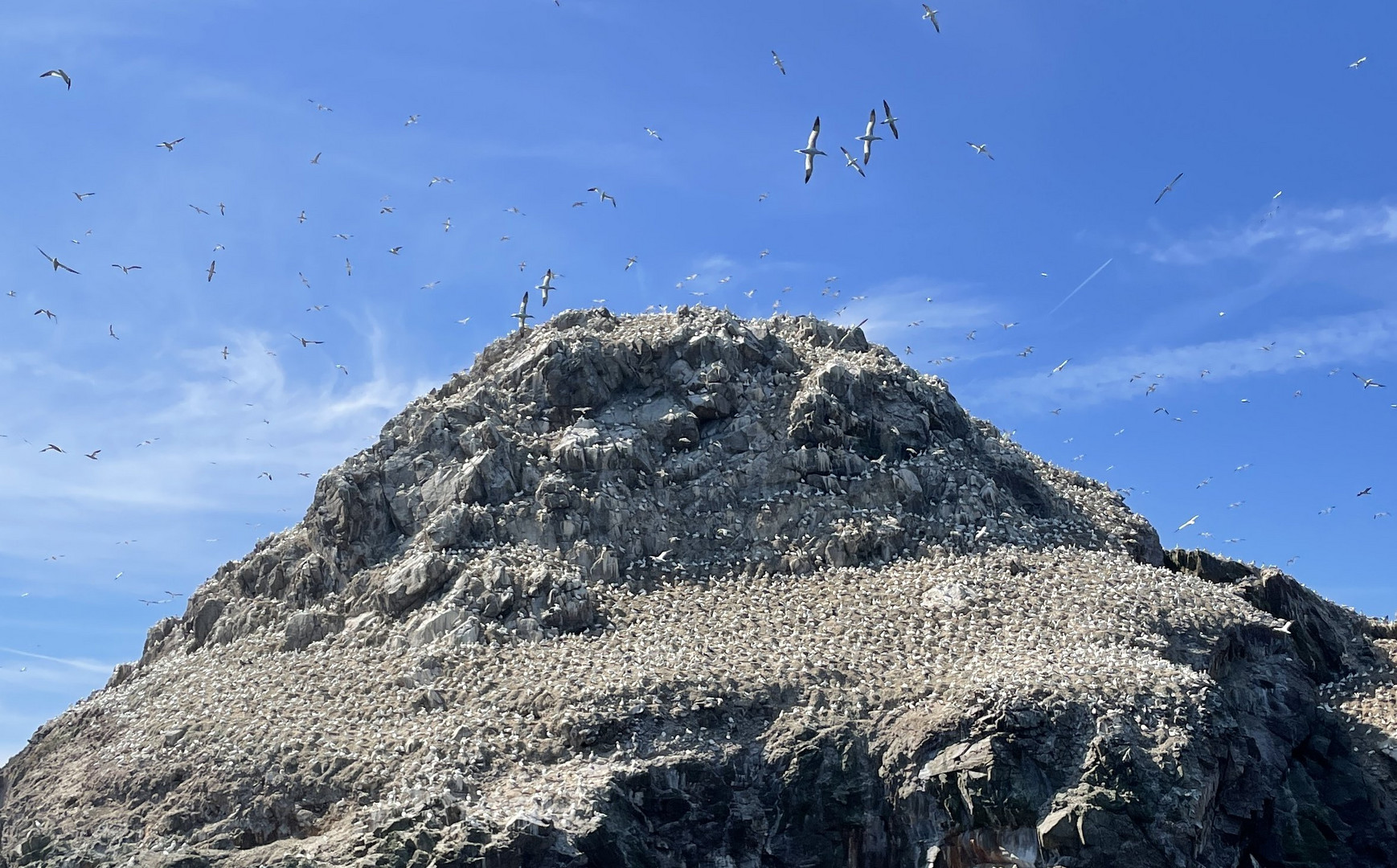 Brutfelsen der Basstölpel