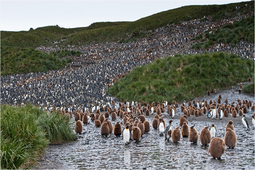 Brutgebiet der Königspinguine