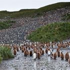 Brutgebiet der Königspinguine