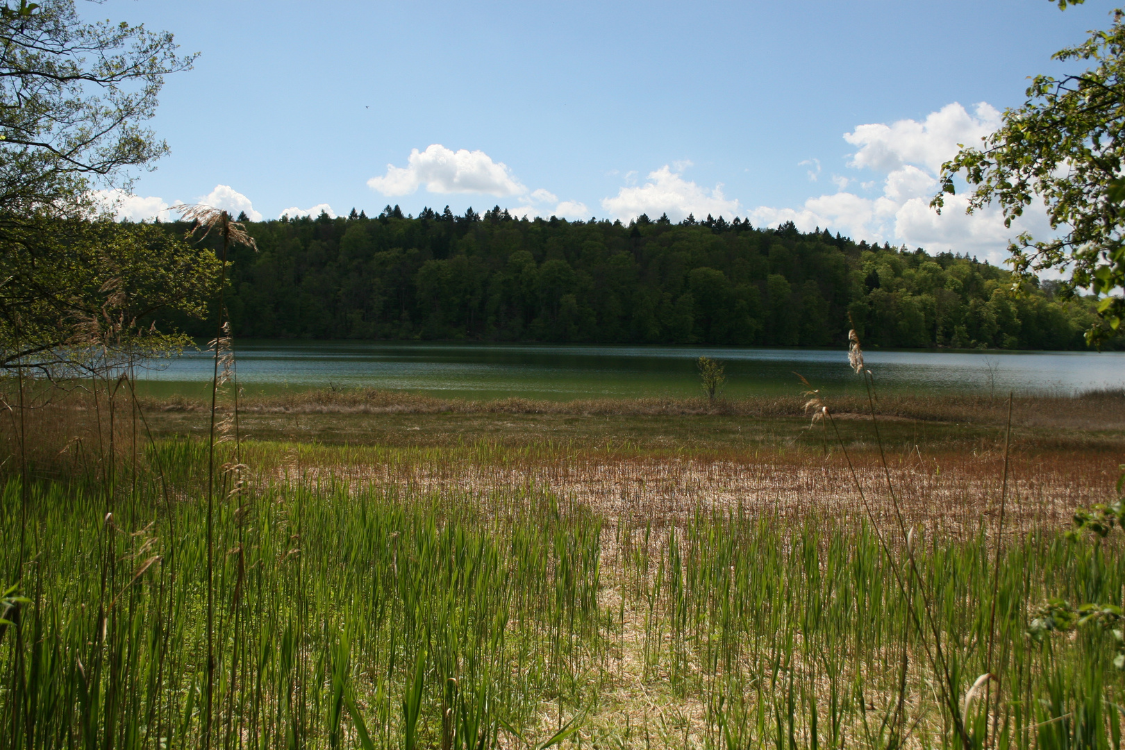 Brutgebiet Mindelsee