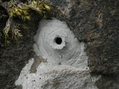 Bruthöhle der Großen Lehmwespe (Delta unguiculatum)