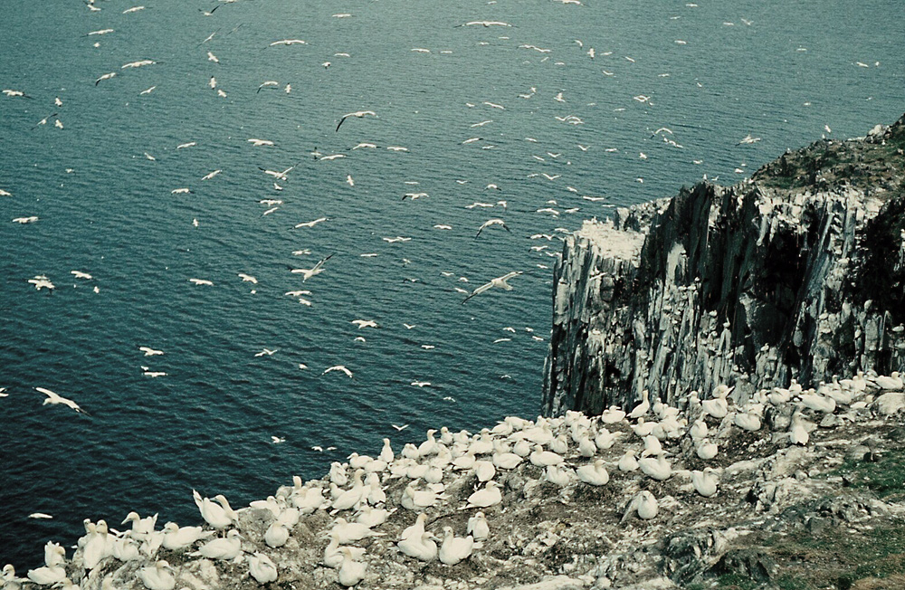 Brutkolonie der Basstölpel auf Bass Rock