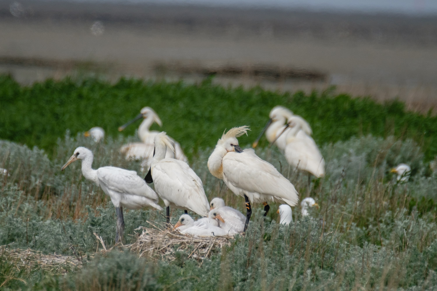 Brutkolonie der Löffler auf Texel