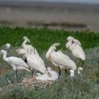 Brutkolonie der Löffler auf Texel