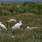 Brutkolonie der Löffler auf Texel