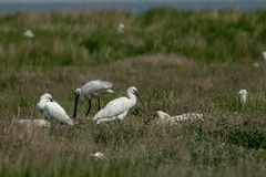 Brutkolonie der Löffler auf Texel