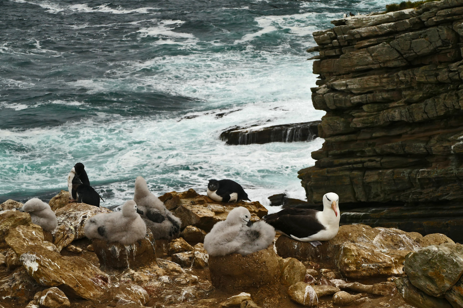 Brutkolonnie auf New Island