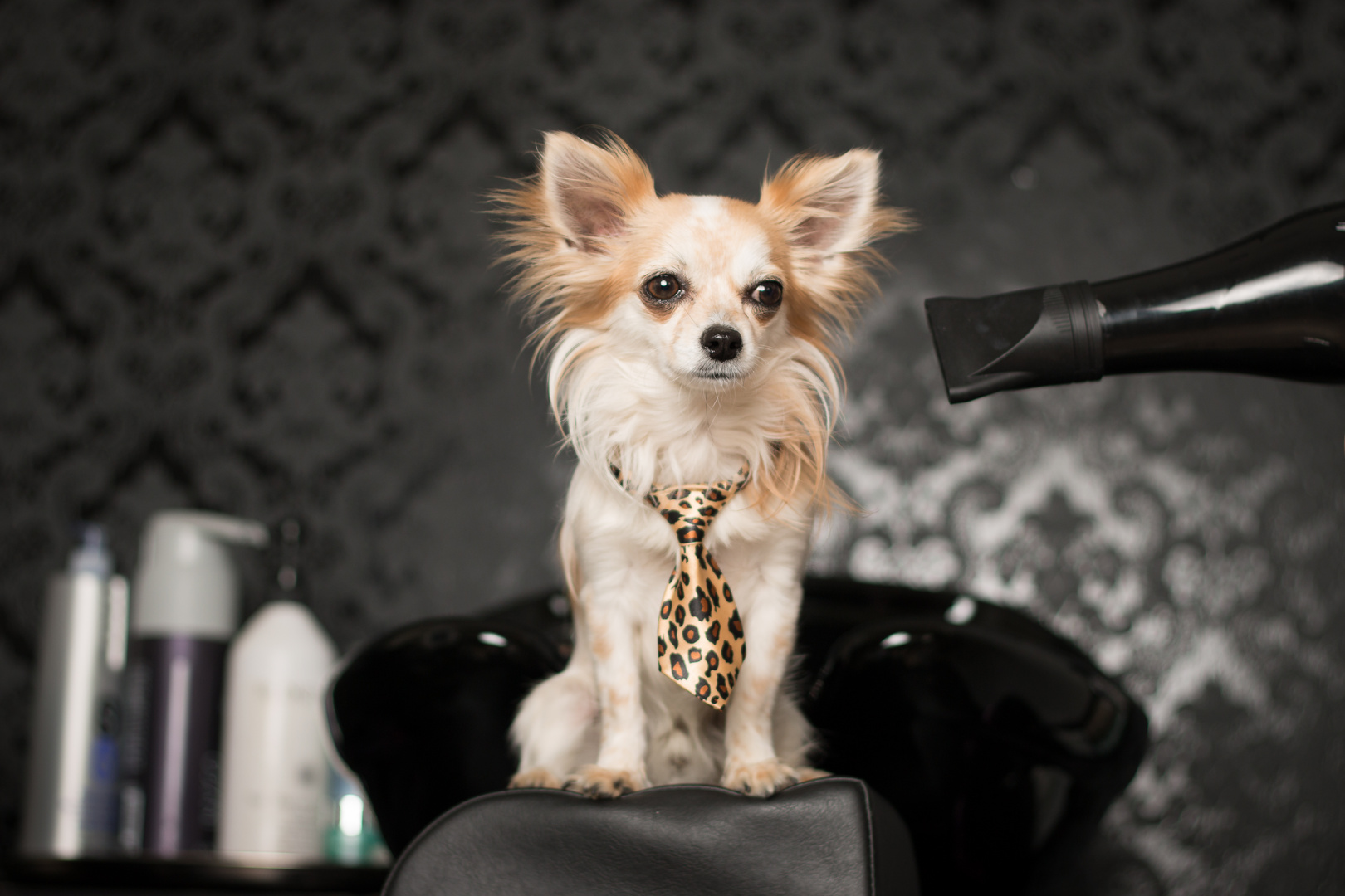 Brutos im Friseursalon