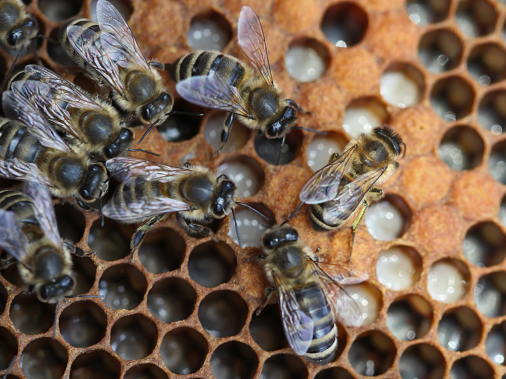 Brutpflege Foto & Bild tiere, wildlife, wildlife sonstige tiere