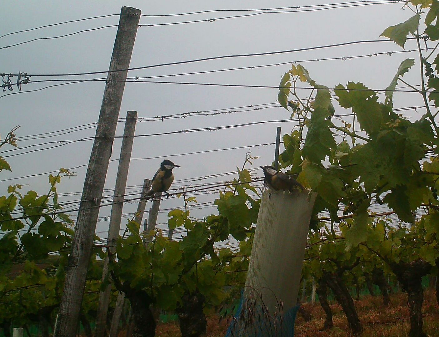 Brutpflege im Weinberg