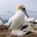 Brutpflege - Junger Basstölpel (Morus bassanus) im Nest 