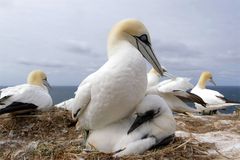 Brutpflege - Junger Basstölpel (Morus bassanus) im Nest 