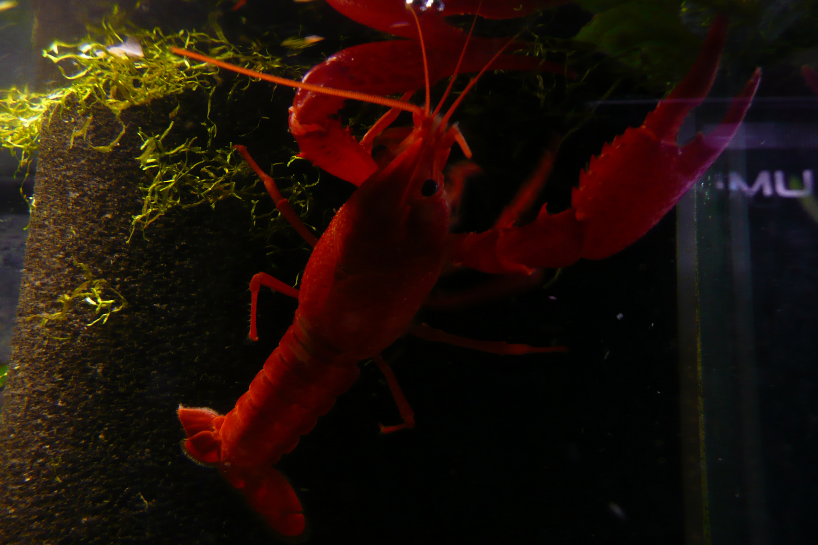 Brutus Foto & Bild tiere, haustiere, aquaristik Bilder auf