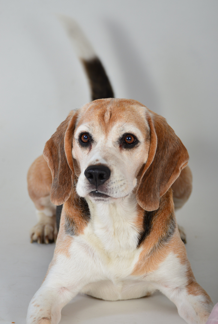 Brutus beim FotoShooting