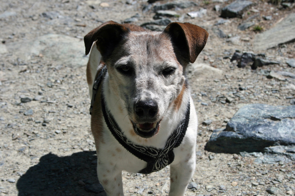 Brutus beim Wandern