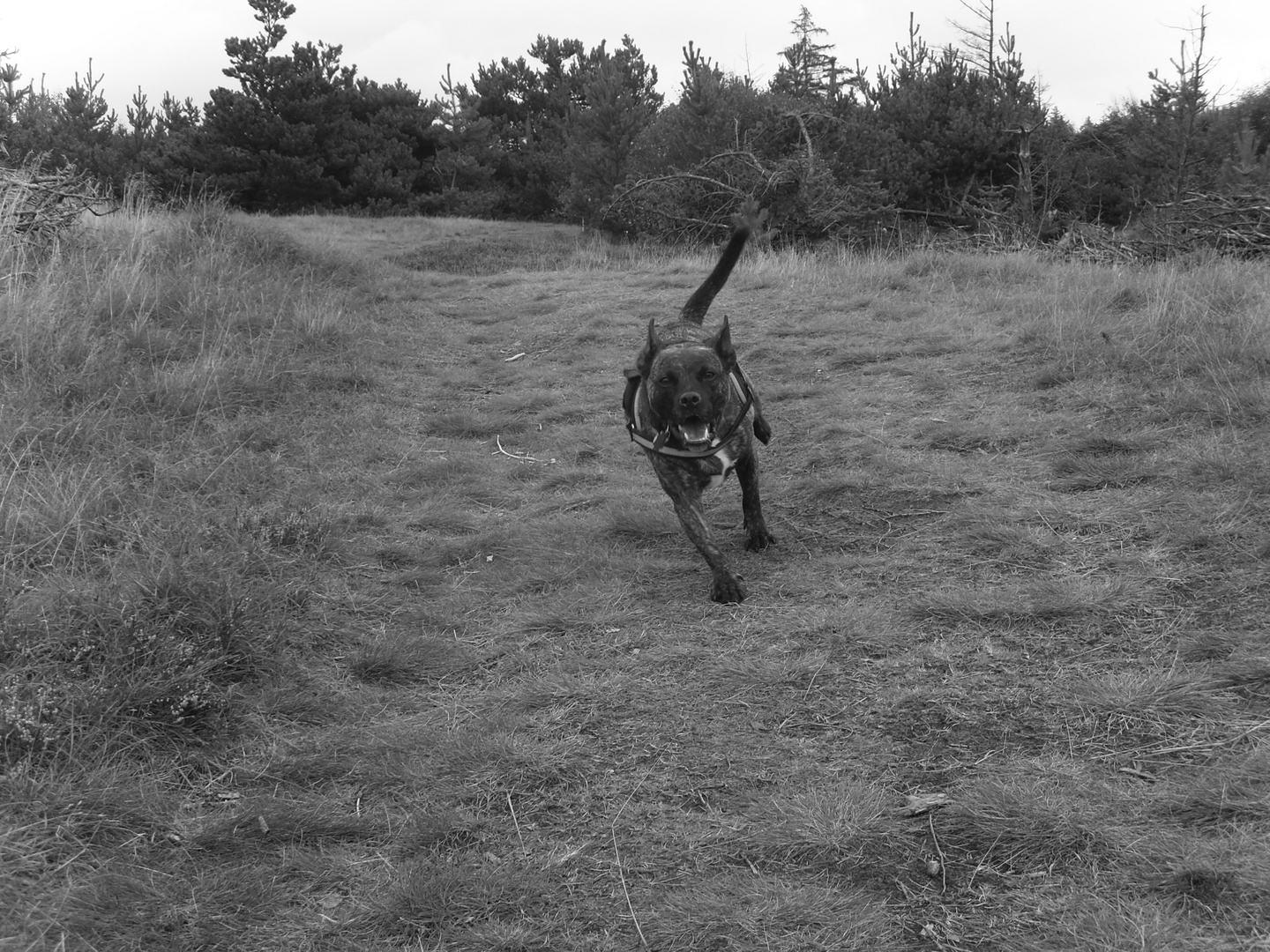 Brutus im Hundewald auf Fanö