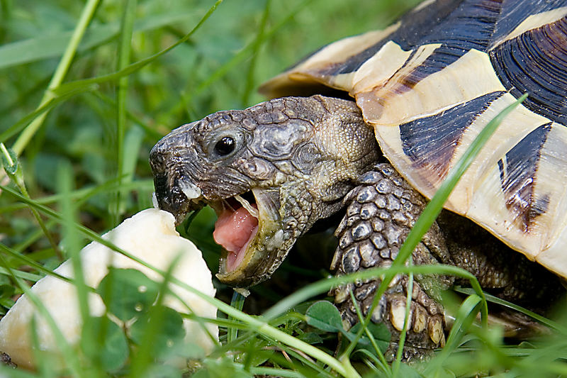 Brutus in Action