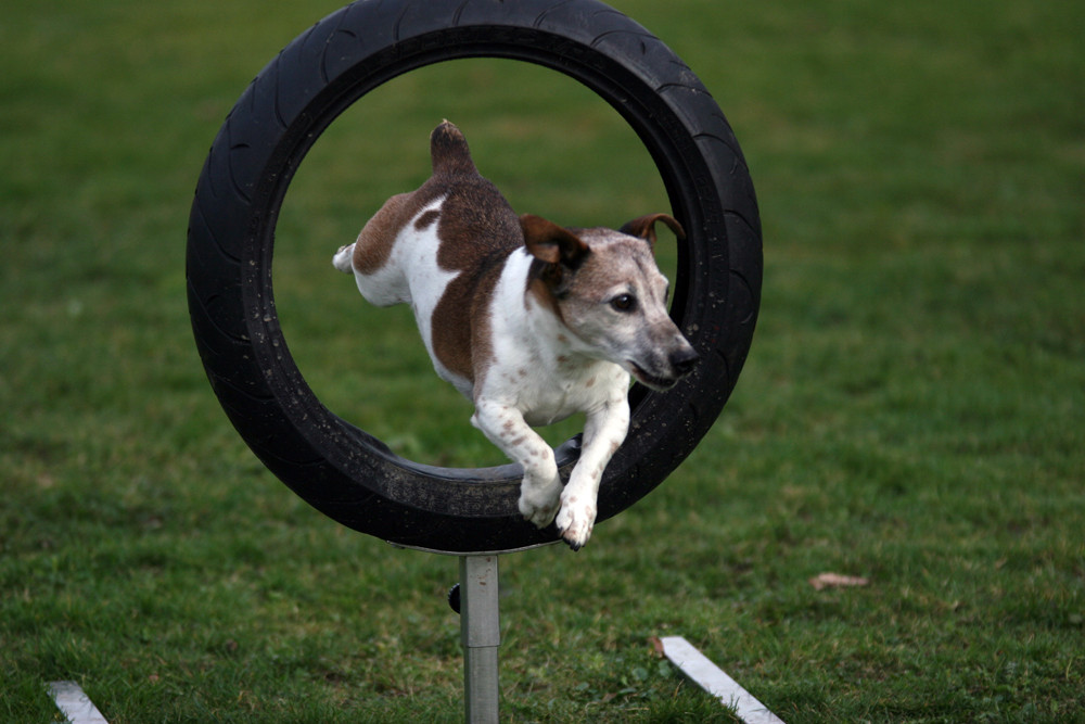 Brutus liebt Agility