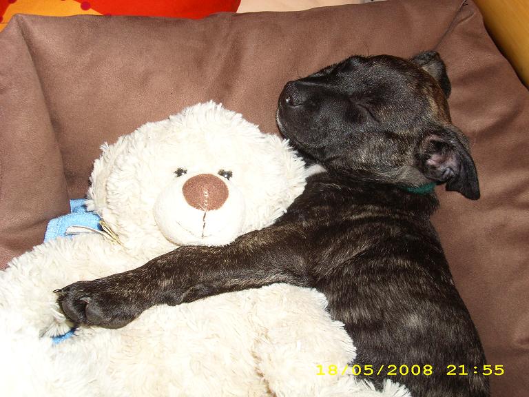 Brutus schmust mit nem Teddy