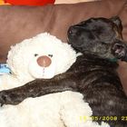 Brutus schmust mit nem Teddy