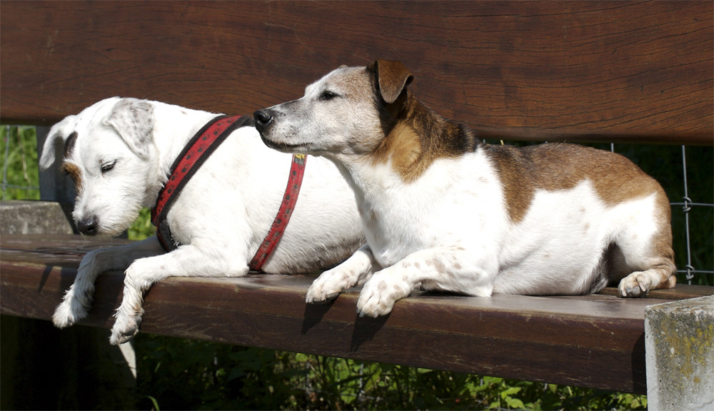 Brutus und Palü warten auf der Bank