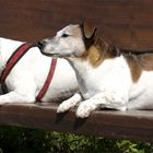 Brutus und Palü warten auf der Bank