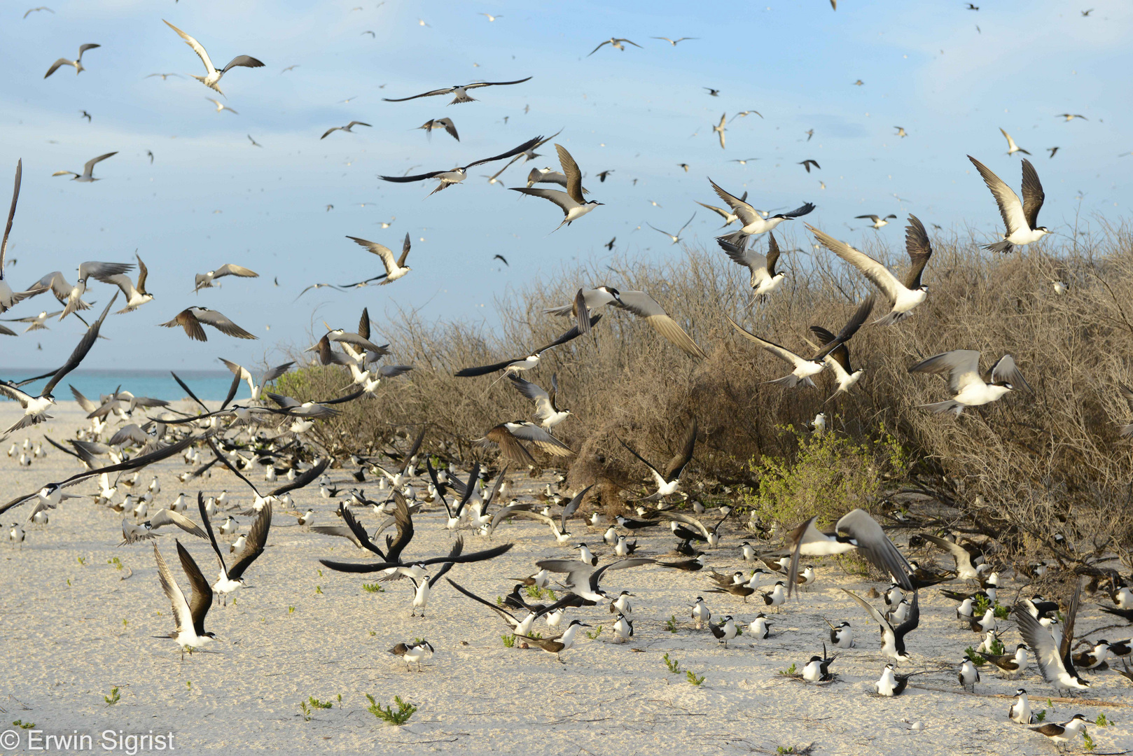 Brutvögel auf Bird-Island (Seychellen)