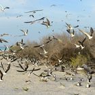 Brutvögel auf Bird-Island (Seychellen)