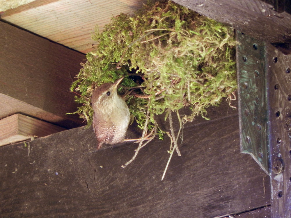 Brutvögel in meinem Garten VI Der Zaunkönig