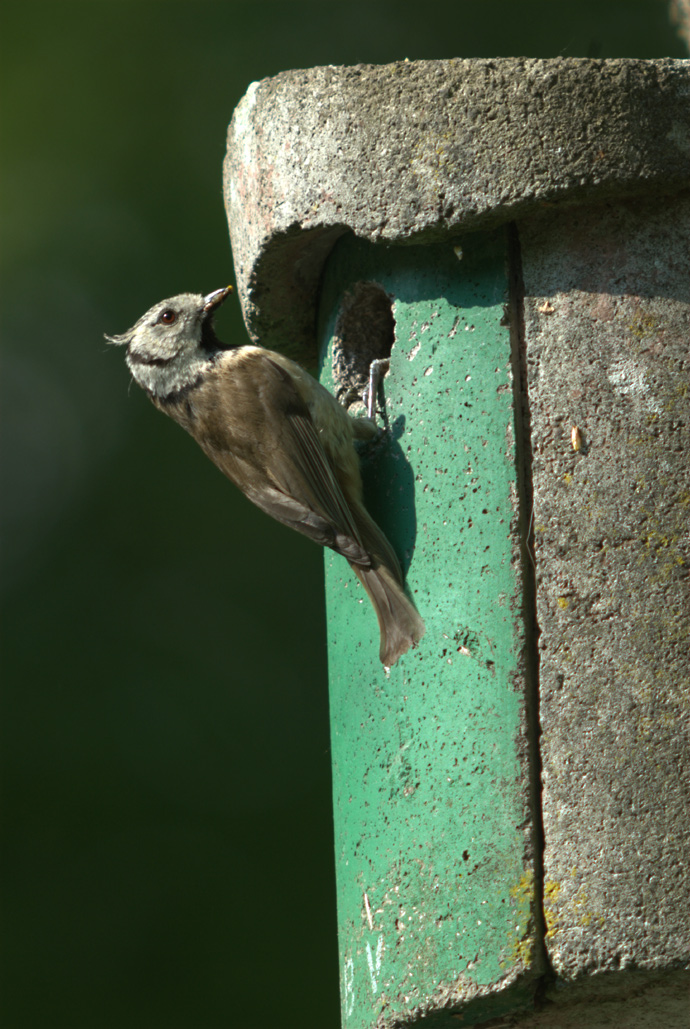 Brutvögel in meinem Garten VIII Die Haubenmeise