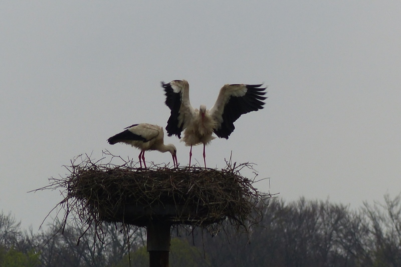 Brutwechsel bei den Störchen in Dinker